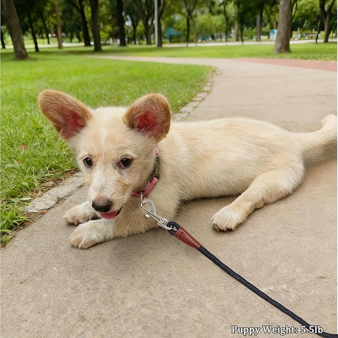 WYuZe 5ft Puppy Leash for Small Dogs, 1/4" Thin Rope Dog Leash with Easy to Use Hook, Lightweight Cat Leashes for Chihuahua/Yorkie/Toy Breed 10 Colors, Black