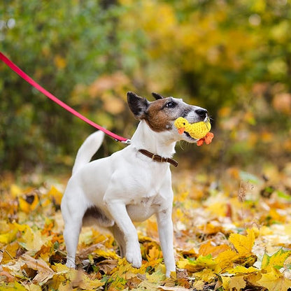 Vaulted Skulls & Co Dog Duck Toy Small 5" | Rope Dog Toys | Ducky Pet Toys | Tug of War Rope Doggy Toy | Pull & Tug Dogs Toy | Duck Dogs Treats | Yellow/Orange | 5" (2)