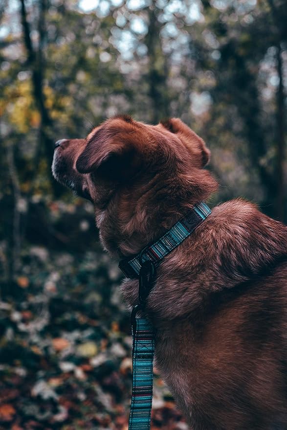 Embark Adventure Dog Leashes - Colorful, Strong, and Sturdy Dog Leash for Small, Medium, and Large Breed Dogs (Boho, 5 Ft)