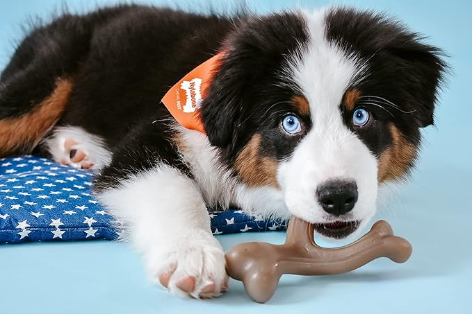 Nylabone Gourmet Style Wishbone Strong Chew Toy for Puppies, Puppy Enrichment Teething Toys, Peanut Butter Flavor, Small Dogs - Up to 25 Ibs, 1 Count