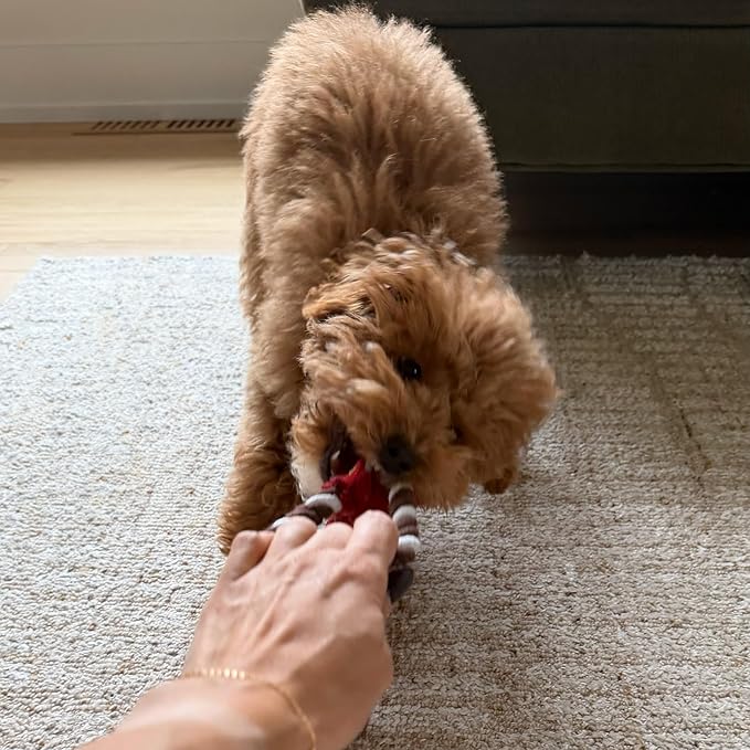 SPOT Skinneeez Tugs Mini Duck Tug Dog Toy – 14" Stuffing-Free Plush Toy with Rope Handle & Squeaker – Durable Tug Toy for Small & Medium Dogs, Moderate Chewers, Assorted Styles