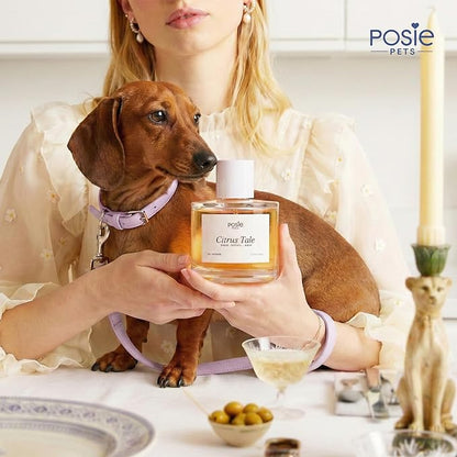 Dog Perfume Spray Long Lasting with Orange Blossom, Lavender, Vanilla Scent - Water-Based, Vegan Cologne - Luxury, Alcohol-Free Grooming Deodorizer for Dogs - Citrus Tale, 3.4 Fl Oz