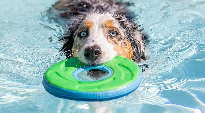 Chuckit! Amphibious ZipFlight Floating and Flying Disc Dog Toy, Medium (8.5"), Assorted Colors (Orange And Blue/Green and Blue)