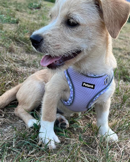 Petank Dog Harness for Small Medium Dogs No Pull, Puppy Harness and Leash Set, Step in Dog Harness for Walking, Running, Training(Purple, XS)
