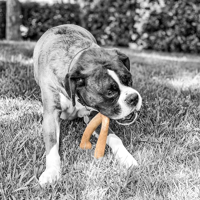 Pet Qwerks Wishbone BarkBone - Nylon Chew Toy for Aggressive Chewers - Peanut Butter Flavor - 5.38"
