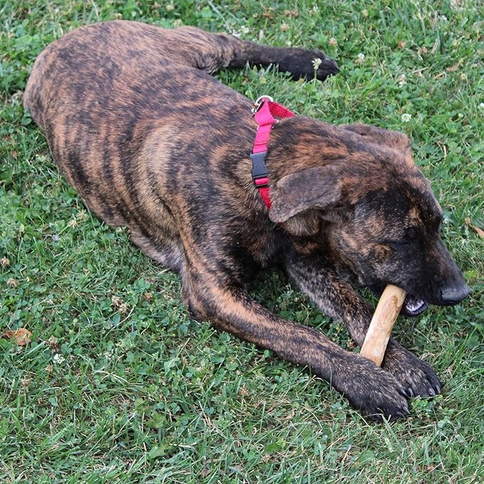 SPOT Coffee Wood Dog Chew Toy – 100% Natural & Sustainably Sourced Non-Splintering Wood from Coffee Plants, Long Lasting, Durable Toy for Aggressive Chewers, for Small Dogs and Puppies Up to 22lbs