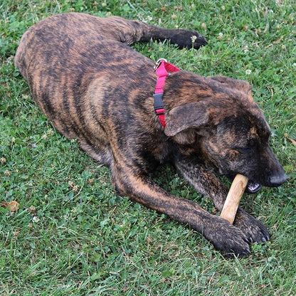 SPOT Coffee Wood Dog Chew Toy – 100% Natural & Sustainably Sourced Non-Splintering Wood from Coffee Plants, Long Lasting, Durable Toy for Aggressive Chewers, for Small Dogs and Puppies Up to 22lbs