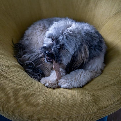 Outward Hound by Petstages Super Dogwood Durable Dog Chew Toy, Extra Small - Long Lasting Chew Stick Made with Real Wood - USA Made, XS