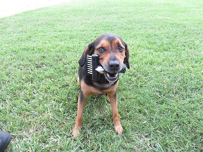 Dog-Pet Aqua Comb