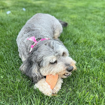 SPOT Bam-Bones Fish - Made with Strong Bamboo Fiber, Durable Long Lasting Dog Bone for Light to Moderate Chewers, Great Chew Toy for Adult Dogs & Teething Puppies Under 30lbs, 5.5in, Salmon Flavor