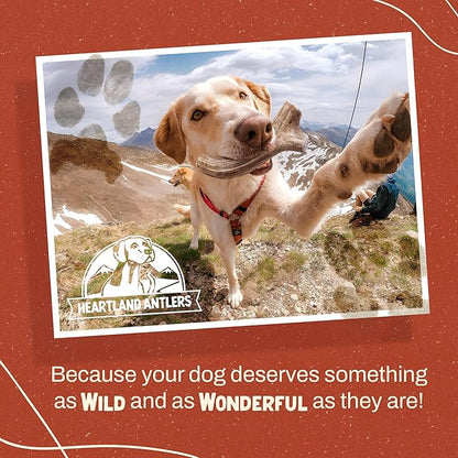 Heartland Elk Antlers for Dogs - Daily Dental Care Chews for Aggressive Chewers to Reduce Plaque & Prevent Destructive Behavior (Split, Splinter Free, 9", Giant, 1-Pack, Grade A, USA Made)