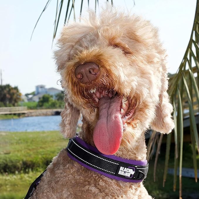 Black Rhino Extra Large Dog Collar - Adjustable Reflective Heavy Duty Wide Dog Collar with Ultra-Soft Neoprene Padding - Weatherproof, Durable, and Comfortable for Active Dogs - Purple and Black