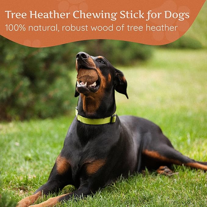 Wildfang® Briar Wood Chewing Root, XL - Splinter Free Wood Dog Chew Toys for Aggressive Chewer, Odorless Natural Teething Toys Dogs Dental Health, Healthy Gums (for Dogs 99-132 lbs), Pack of 1
