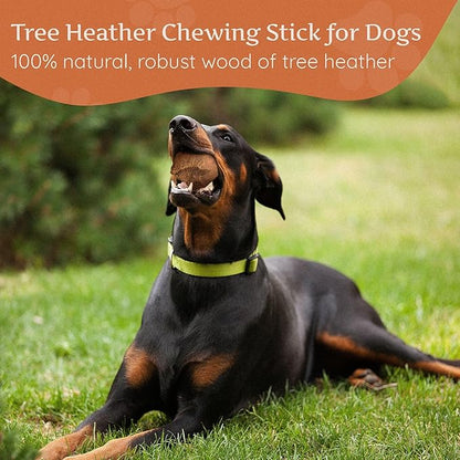 Wildfang® Briar Wood Chewing Root, XL - Splinter Free Wood Dog Chew Toys for Aggressive Chewer, Odorless Natural Teething Toys Dogs Dental Health, Healthy Gums (for Dogs 99-132 lbs), Pack of 1