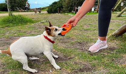 Van Ness Pets Doggi Catch and Carry Flying Disc Floating Dog Toy, Small, Orange