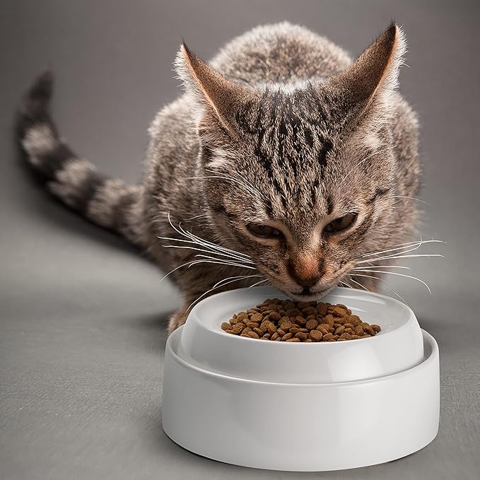 CatGuru Cat Bowls, Whisker Friendly Food Bowl for Indoor Cats, Reliefs Whisker Fatigue, Wide Kitten Dish, Non Slip Pet Dishes, Shallow Pet Plates (Ceramic, White, (Pack of 1))