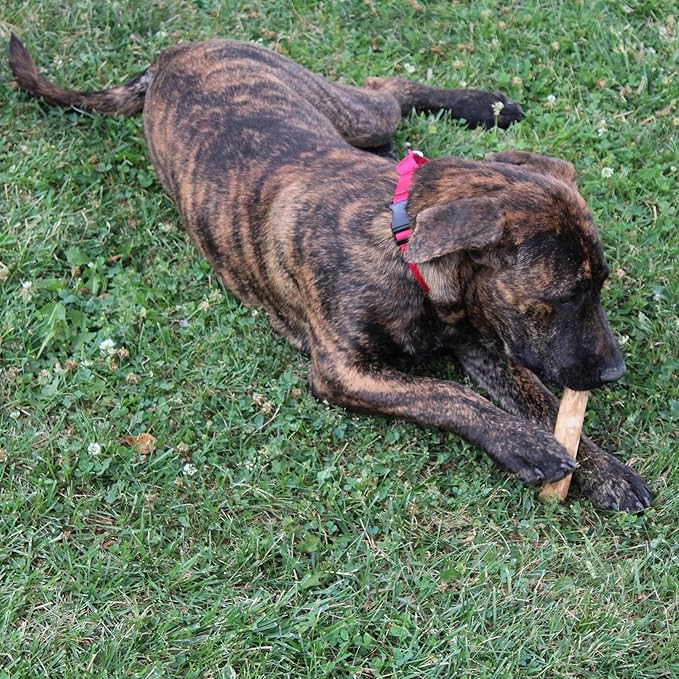 SPOT Coffee Wood Dog Chew Toy – 100% Natural & Sustainably Sourced Non-Splintering Wood from Coffee Plants, Long Lasting, Durable Toy for Aggressive Chewers, for Small Dogs and Puppies Up to 22lbs
