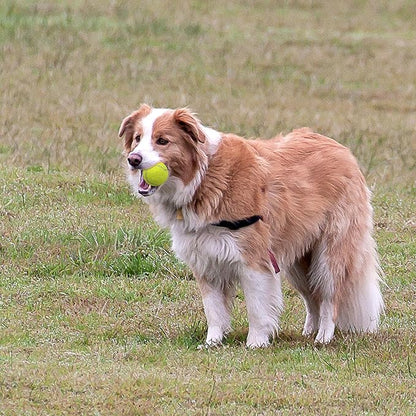 ENTROY Automatic Ball Launcher, Interactive Dog Fetch Machine, Adjustable Distance 10-30ft with 6 Tennis Balls for Small & Medium Dogs
