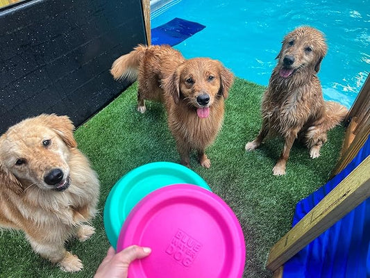 Frisbee, Floating, Waterproof, Lightweight, Durable Foam, Aerodynamic Disc for Medium and Large Dogs Puppy - Frisbee for Fetch, Catch, Dock Diving, Play, 8.5” (Pink)