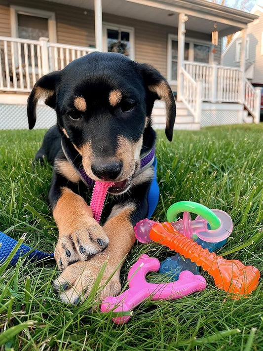 Nylabone New Puppy Chew Toy Bundle, Toys for Teething Puppies, Chicken & Bacon Flavors, Pink, X-Small - Up to 15 lbs, 4 Pack