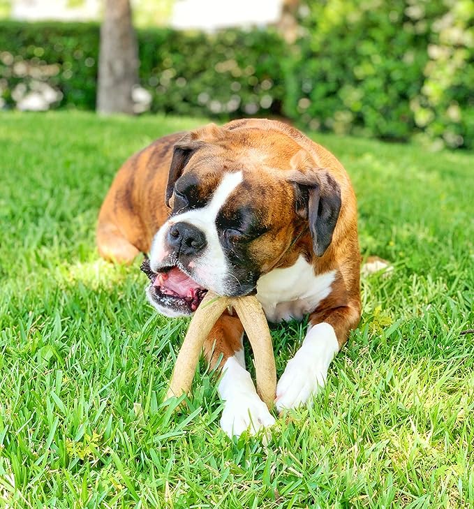 Pet Qwerks Wishbone BarkBone - Nylon Chew Toy for Aggressive Chewers - Peanut Butter Flavor - 6.75"