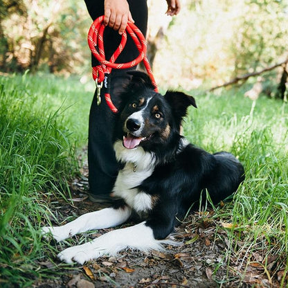 ZippyPaws Zp338 Climbers Rope Leash Original 6 Ft - Purple Dog Lead