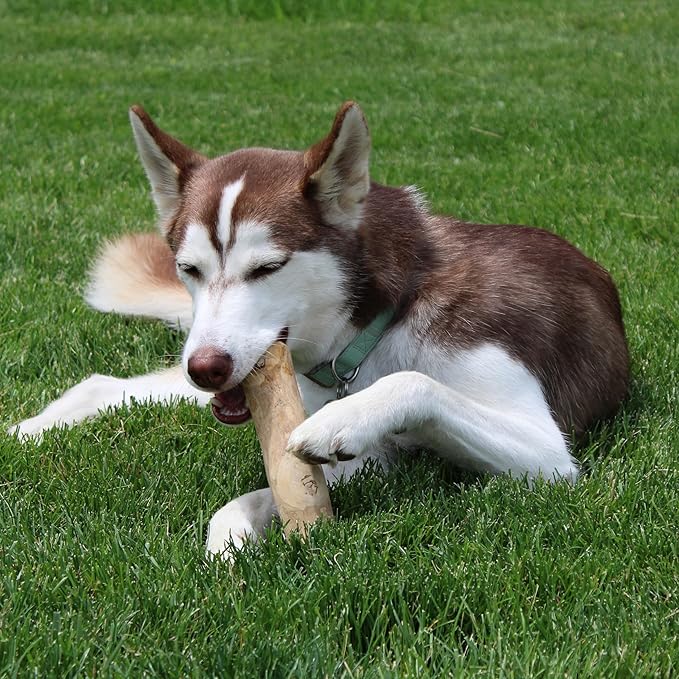 SPOT Coffee Wood Dog Chew Toy – 100% Natural & Sustainably Sourced Non-Splintering Wood from Coffee Plants, Long Lasting, Durable Toy for Aggressive Chewers, for Large Dogs and Puppies Up to 99lbs