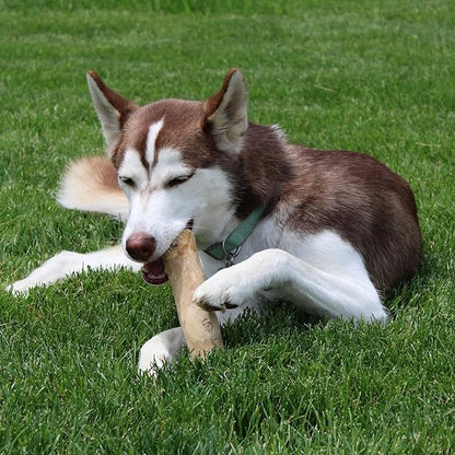 SPOT Coffee Wood Dog Chew Toy – 100% Natural & Sustainably Sourced Non-Splintering Wood from Coffee Plants, Long Lasting, Durable Toy for Aggressive Chewers, for Large Dogs and Puppies Up to 99lbs