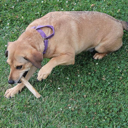 SPOT Coffee Wood Dog Chew Toy – 100% Natural & Sustainably Sourced Non-Splintering Wood from Coffee Plants, Long Lasting, Durable Toy for Aggressive Chewers, for Small Dogs and Puppies Up to 22lbs