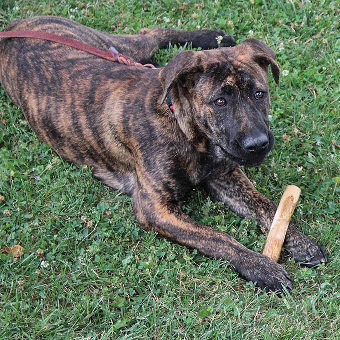 SPOT Coffee Wood Dog Chew Toy – 100% Natural & Sustainably Sourced Non-Splintering Wood from Coffee Plants, Long Lasting, Durable Toy for Aggressive Chewers, for Small Dogs and Puppies Up to 22lbs
