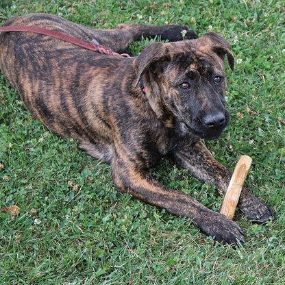 SPOT Coffee Wood Dog Chew Toy – 100% Natural & Sustainably Sourced Non-Splintering Wood from Coffee Plants, Long Lasting, Durable Toy for Aggressive Chewers, for Small Dogs and Puppies Up to 22lbs