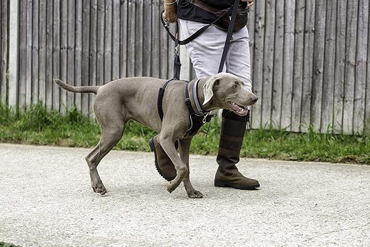 Halti No Pull Harness - Stop Your Dog Pulling on the Leash. Adjustable, Lightweight and Easy to Use. Reflective Dog Training Harness for Large Dogs (Size L, Black)