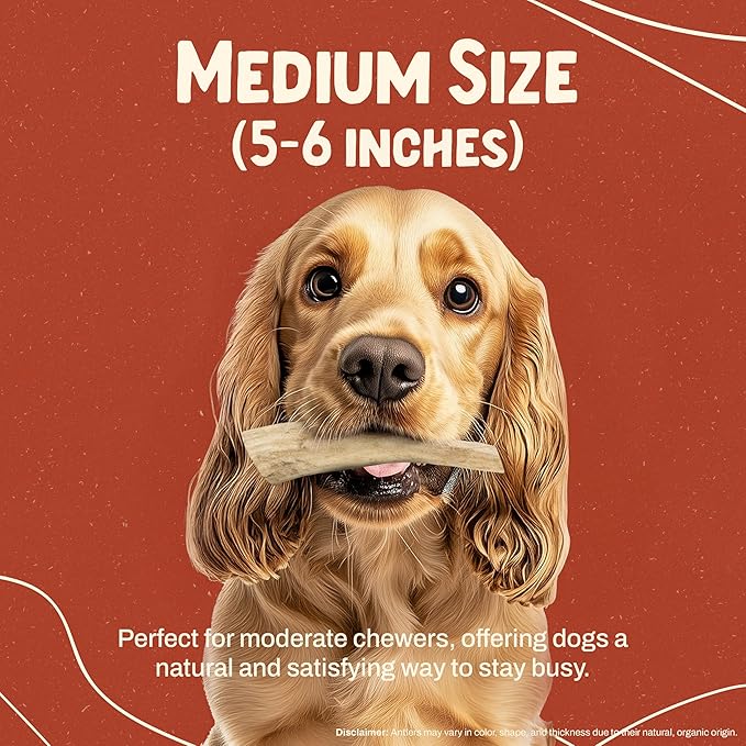 Heartland Elk Antlers for Dogs - Daily Dental Care Chews for Aggressive Chewers to Reduce Plaque & Prevent Destructive Behavior (Whole, Splinter Free, 5-6", Medium, 1-Pack, Grade A, USA Made)
