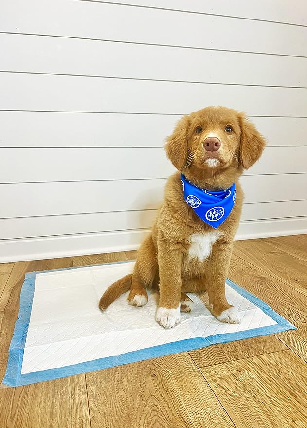 Four Paws Wee-Wee Odor Control with Febreze Freshness Pee Pads for Dogs & Puppies, Leak-Proof Dog Housebreaking Potty Training Floor Protection, Spring Fresh Scent, 28" x 30", 75 Count