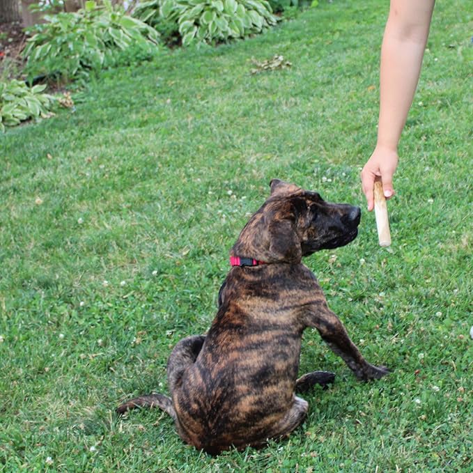 SPOT Coffee Wood Dog Chew Toy – 100% Natural & Sustainably Sourced Non-Splintering Wood from Coffee Plants, Long Lasting, Durable Toy for Aggressive Chewers, for Small Dogs and Puppies Up to 22lbs