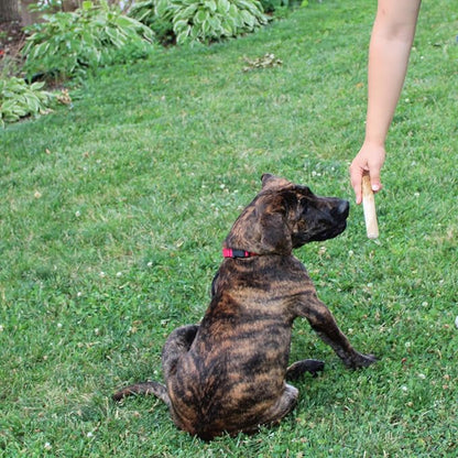 SPOT Coffee Wood Dog Chew Toy – 100% Natural & Sustainably Sourced Non-Splintering Wood from Coffee Plants, Long Lasting, Durable Toy for Aggressive Chewers, for Small Dogs and Puppies Up to 22lbs