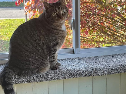 Purrched Cat Window Perch (29 Inch)