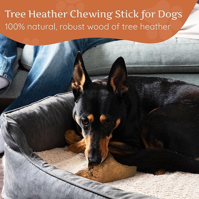 Wildfang® Briar Wood Chewing Root, XXL - Splinter Free Wood Dog Chew Toys for Aggressive Chewer, Odorless Natural Teething Toys Dogs Dental Health, Healthy Gums (for Dogs Over 132 lbs), Pack of 1