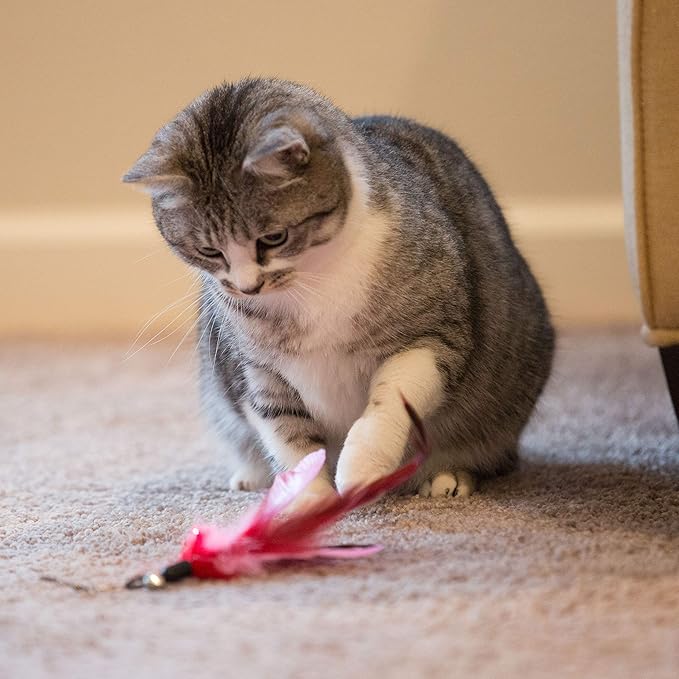 Youngever 6-Piece Cat Teaser Wand Toy Set with Assorted Refills, Interactive Feather Toys for Adult Cats