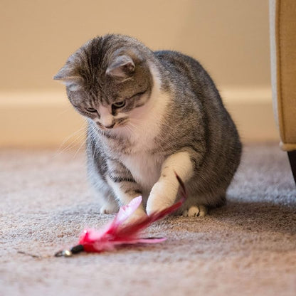 Youngever 6-Piece Cat Teaser Wand Toy Set with Assorted Refills, Interactive Feather Toys for Adult Cats