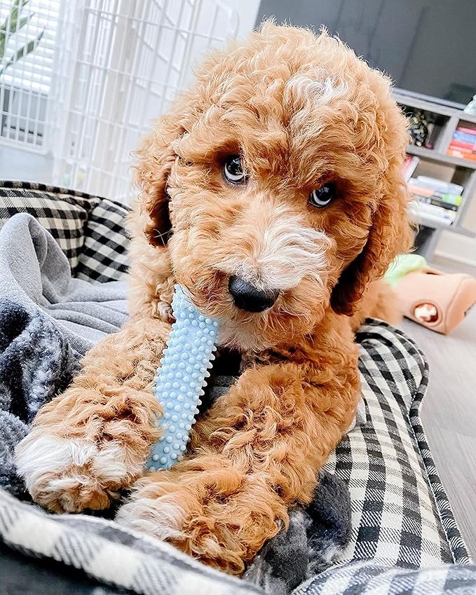 Nylabone Puppy Chew Blue Textured Teething Bone - Chewing Toys for Puppies - Puppy Supplies - Chicken Flavor, X-Small Dogs - Up to 15 Ibs, 1 Count