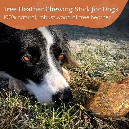 Wildfang® Briar Wood Chewing Root, Large - Splinter Free Wood Dog Chew Toys for Aggressive Chewer, Odorless Natural Teething Toys Dogs Dental Health, Healthy Gums (for Dogs 55-99 lbs), Pack of 3