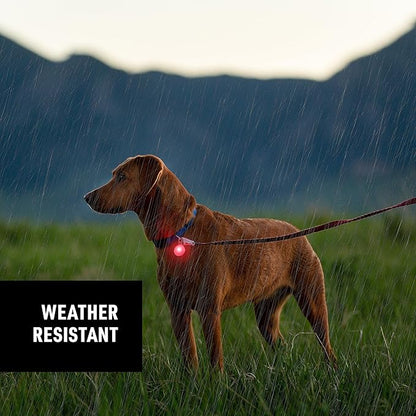 Nite Ize SpotLit Rechargeable Collar Light - Disc-O Tech - Clip-On Pet Accessory for Nighttime Visibility - Color-Changing LED - Stainless Steel Carabiner Clip - Weather-Resistant