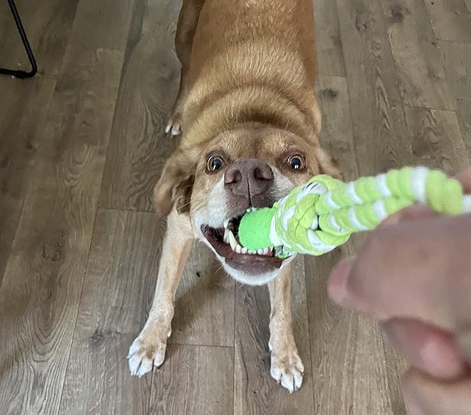 2-Piece Dog Training Toy, Cotton Rope, Tug Ball, Tough Non-Toxic Dog Toys for Big & Small Dogs