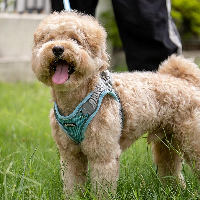 AIITLE Easy Walk Dog Harness and Leash Set - Pet Supply No Pull, Step in Adjustable Dog Harness with Padded Vest, Dog Harness No Choke Over, Easy to Put on Medium Dogs Blue L