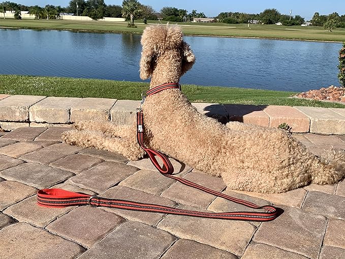 Black Rhino Heavy Duty Dog Leash for Medium and Large Dogs - 5 ft Long Double Handle Dog Leash with Padded Traffic Control Handles - Reflective, Durable, and Weather Resistant (Red and Black)
