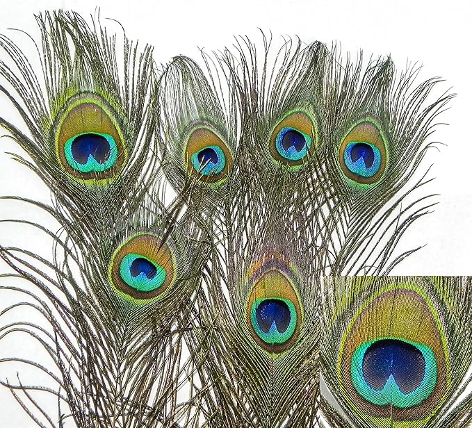Natural Peacock Feather Cat Toy 12 Pack