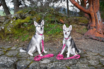 EcoBark Dog Leash - Soft & Reflective Comfort Training Leashes with Padded Handle - Safe, Strong, & Durable for Small, Medium or Large Dogs (Pink)