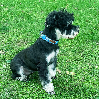 Unique style paws Dog Collar Metal Buckle Blue Plaid Durable Cute Puppy Collar for Small Medium Large Boys Girls Dogs