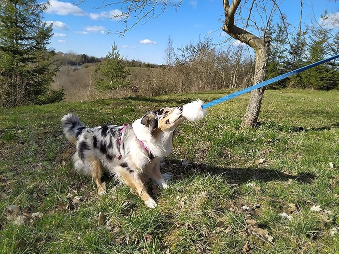 Dingo Dog Toy - Sheepskin Chaser with Long Violet Lead 50", Agility Motivation Reward tug for Training and Fun 15582